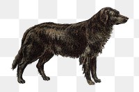 Flat-coated Retriever png chromolithograph art, transparent background. Remixed by rawpixel. 