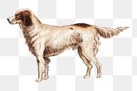 English Setter png chromolithograph art, transparent background. Remixed by rawpixel. 