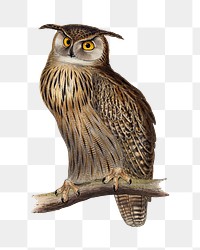Owl png vintage illustration, transparent background. Remixed by rawpixel. 