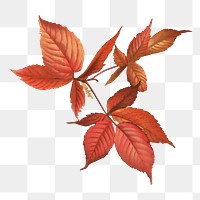 Autumn leaves png chromolithograph art, transparent background. Remixed by rawpixel. 