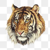 Tiger png painting art, transparent background. Remixed by rawpixel. 