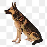 German Shepherd png chromolithograph art, transparent background. Remixed by rawpixel. 