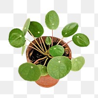 Png potted house plant, isolated object, transparent background