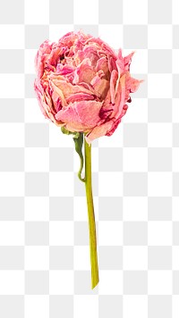 PNG Dried pink peony flower, collage element, transparent background.