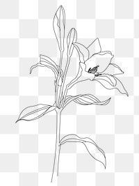 Lily flower png line art, transparent background