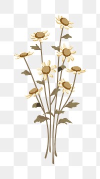 Dried daisy png flower illustration, transparent background