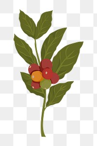 Coffee plant png branch illustration, transparent background