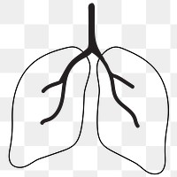 Lungs png line art, transparent background