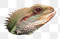 Png green iguana's head, transparent background