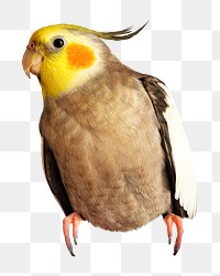 PNG brown cockatiel bird collage element, transparent background