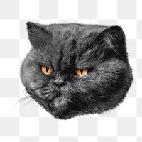 Grumpy cat png, isolated design, transparent background