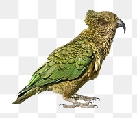 Wild parrot png green bird, transparent background