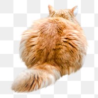 PNG Persian longhair cat collage element, transparent background.