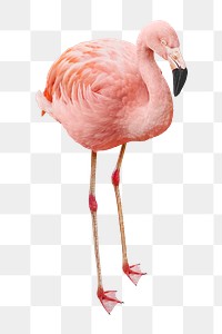 Pink flamingo png, transparent background