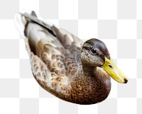 Swimming duck png farm animal, transparent background