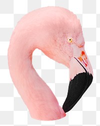 Pin flamingo png, transparent background