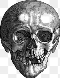 Png Detailed skull line art collage element, transparent background