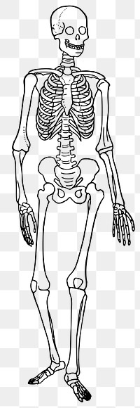 Png A trace of a diagram of the human skeleton collage element, transparent background