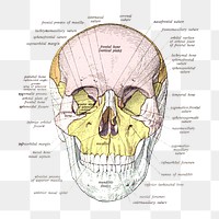 Png An anatomical illustration from the 1909 edition of Sobotta's Human anatomy with English terminology collage element, transparent background