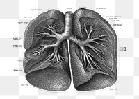 Png An anatomical illustration from the 1906 edition of Sobotta's Atlas and Text-book of Human Anatomy with English Terminology collage element, transparent background