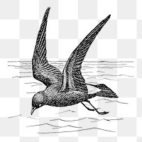 Png Line art drawing of a petrel collage element, transparent background
