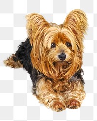 Adorable yorkshire terrier png lapdog, transparent background