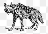 Png Hyena collage element, transparent background