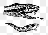 Png Line art drawing of the head and tail of a European adder. collage element, transparent background