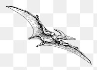 Png Line art drawing of Pteranodon. collage element, transparent background