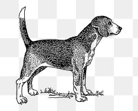 Png Line art drawing of a beagle. collage element, transparent background