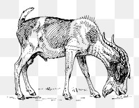 Png Line art drawing of a goat. collage element, transparent background