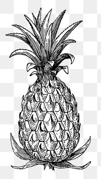 Png Pineapple in art collage element, transparent background