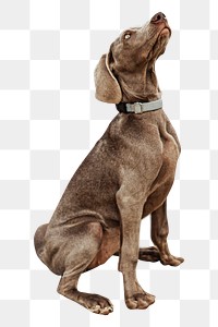 Weimaraner trained dog png pet, transparent background