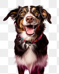 Mammal animal pet dog.  PNG with transparent background.