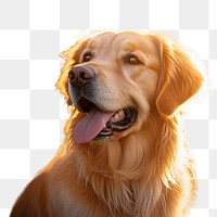 Mammal animal dog pet.  PNG with transparent background.