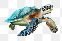 Reptile animal wildlife tortoise.  PNG with transparent background.