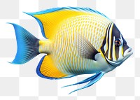 Animal fish pomacanthidae pomacentridae. 