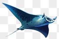 Animal shark fish underwater.  PNG with transparent background.