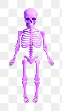 Skeleton biology science illness.  PNG with transparent background.