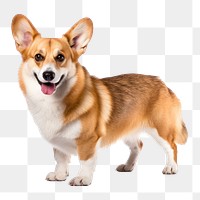 Mammal animal dog pet.  PNG with transparent background.