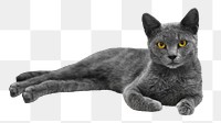 PNG gray cat collage element, transparent background