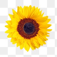 Yellow floral png, sunflower in a glass, transparent background