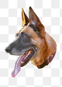 German shepherd png, design element, transparent background