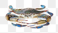 Crab png colorful marine animal, seafood, transparent background