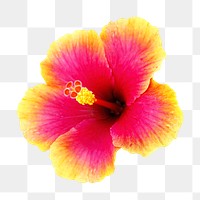 Png bright pink and yellow flower, transparent background