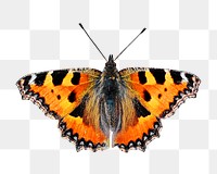 Tiger butterfly png, transparent background