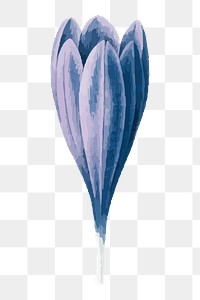 Vintage crocus png blue flower illustration, transparent background