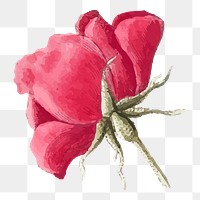 Rose png red flower illustration, transparent background