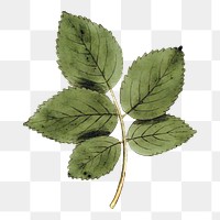 PNG green leaf illustration, transparent background