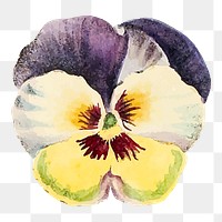 Pansy png flower illustration, transparent background